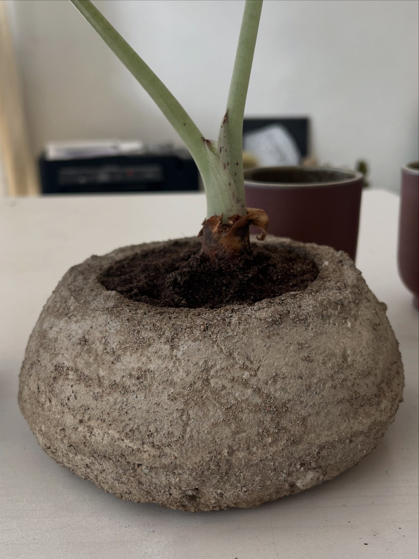 A broad-leaf plant in a rounded textured concrete pot